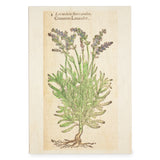 Wooden Postcard Lavender